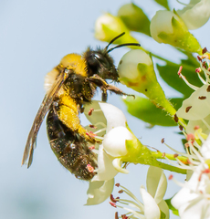Andrena transnigra
