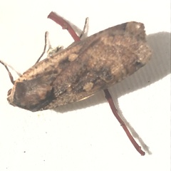 Noctua pronuba