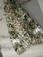 Anaplectoides