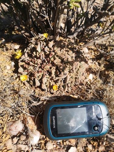 Titanopsis calcarea (Titanopsis calcarea)