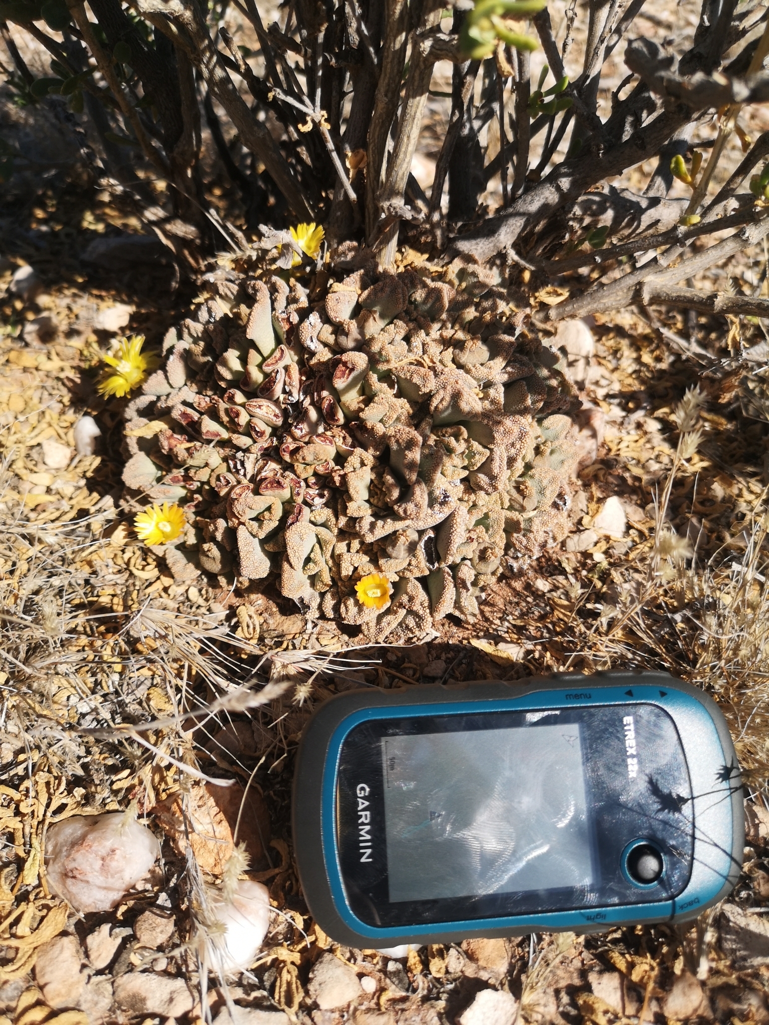 Titanopsis calcarea f. cristata