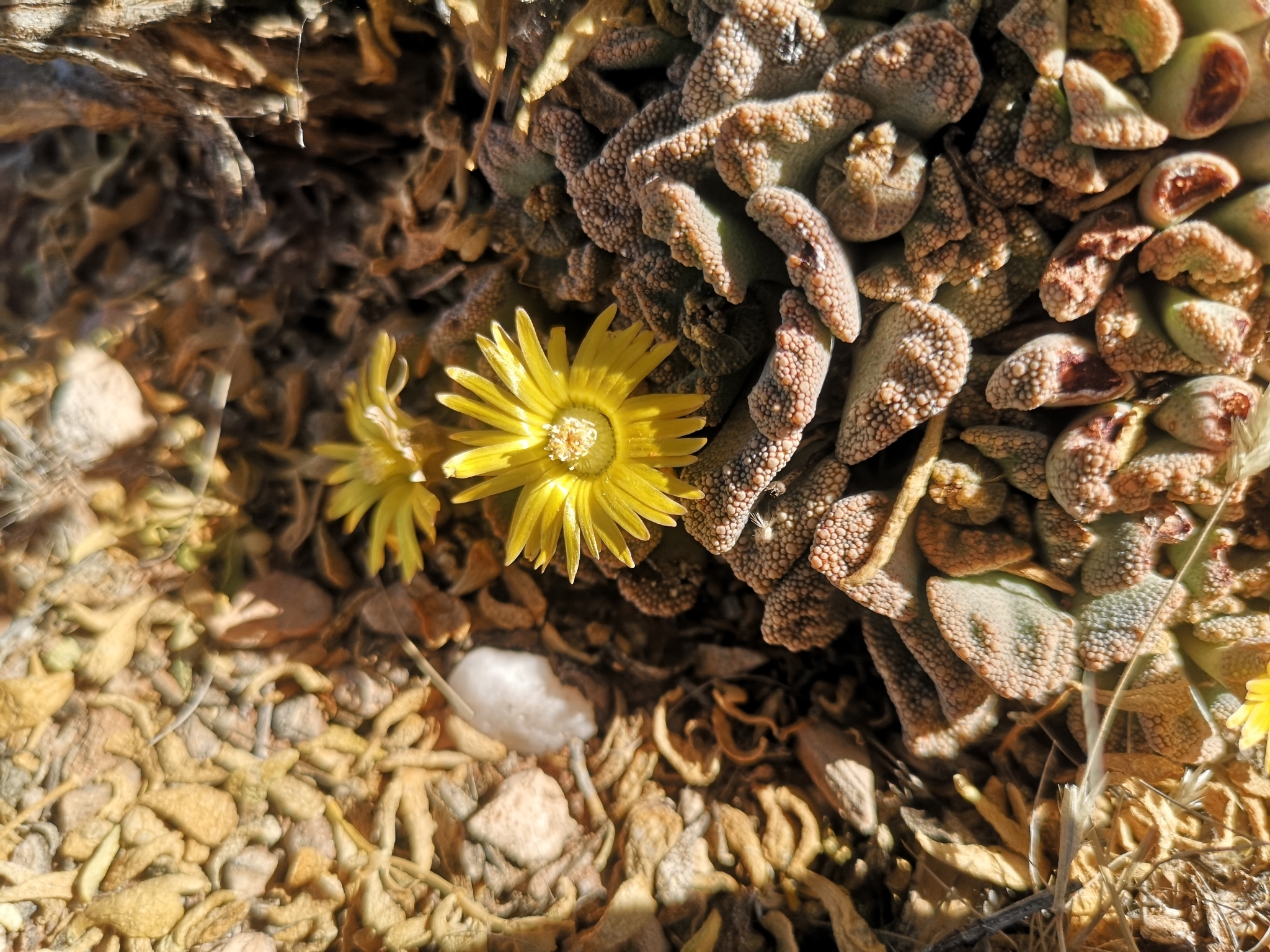 Titanopsis calcarea f. cristata 2