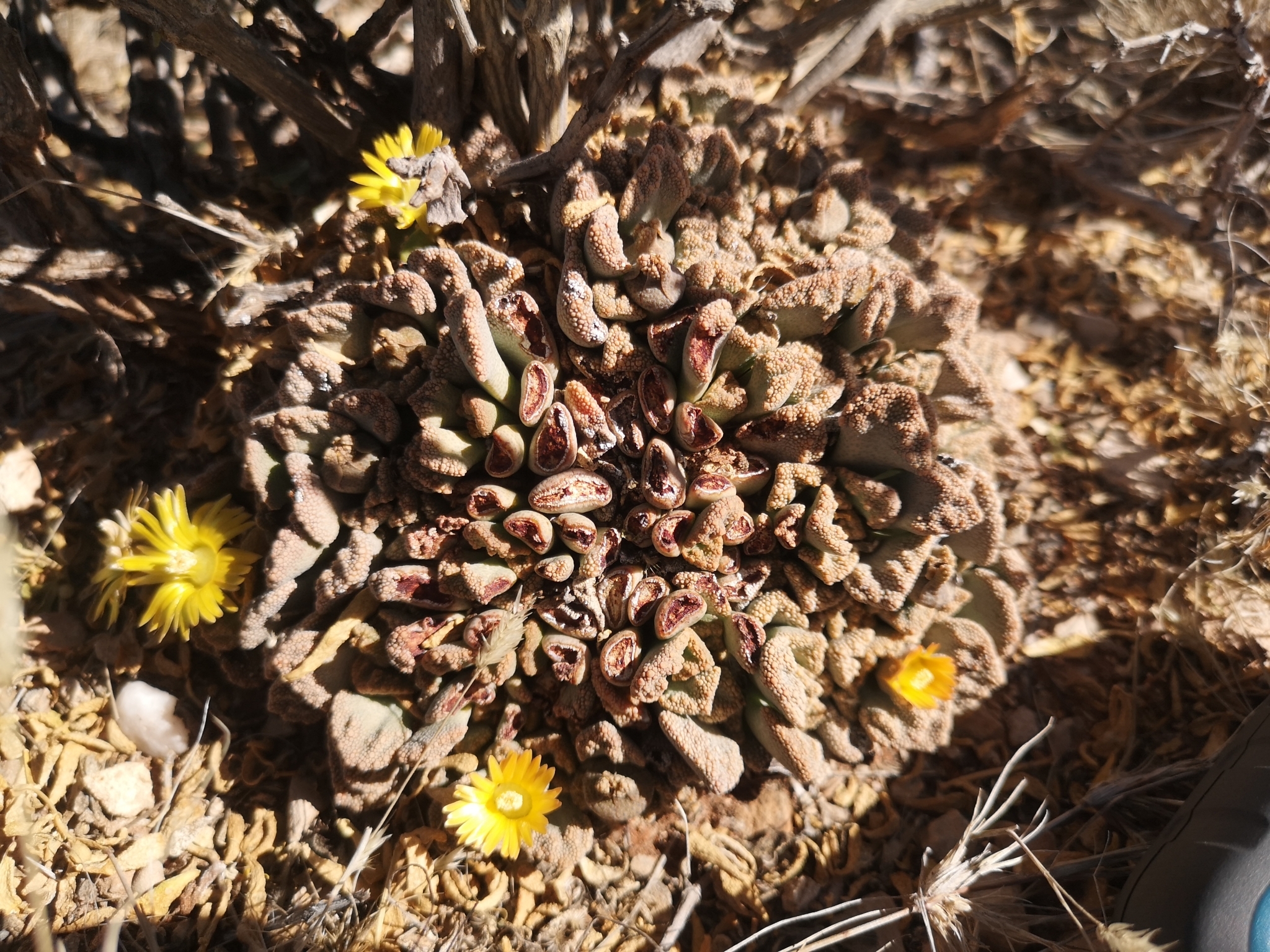 Titanopsis calcarea f. cristata 3
