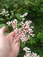 Koenigia campanulata