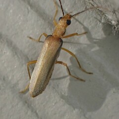 Nacerdes testacea