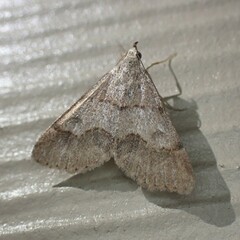 Hemeroplanis historialis