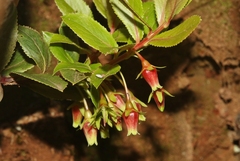 Vaccinium dentatum