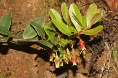 Vaccinium dentatum