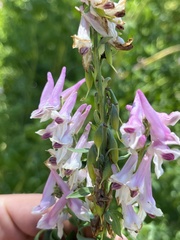 Corydalis caseana brandegeei