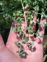Corydalis caseana brandegeei