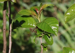 Perrottetia sandwicensis