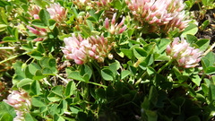 Trifolium thalii