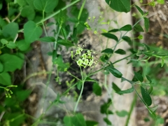 Commicarpus scandens