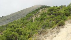 Pinus brutia pityusa