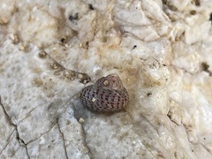 Steromphala divaricata