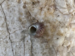 Steromphala divaricata