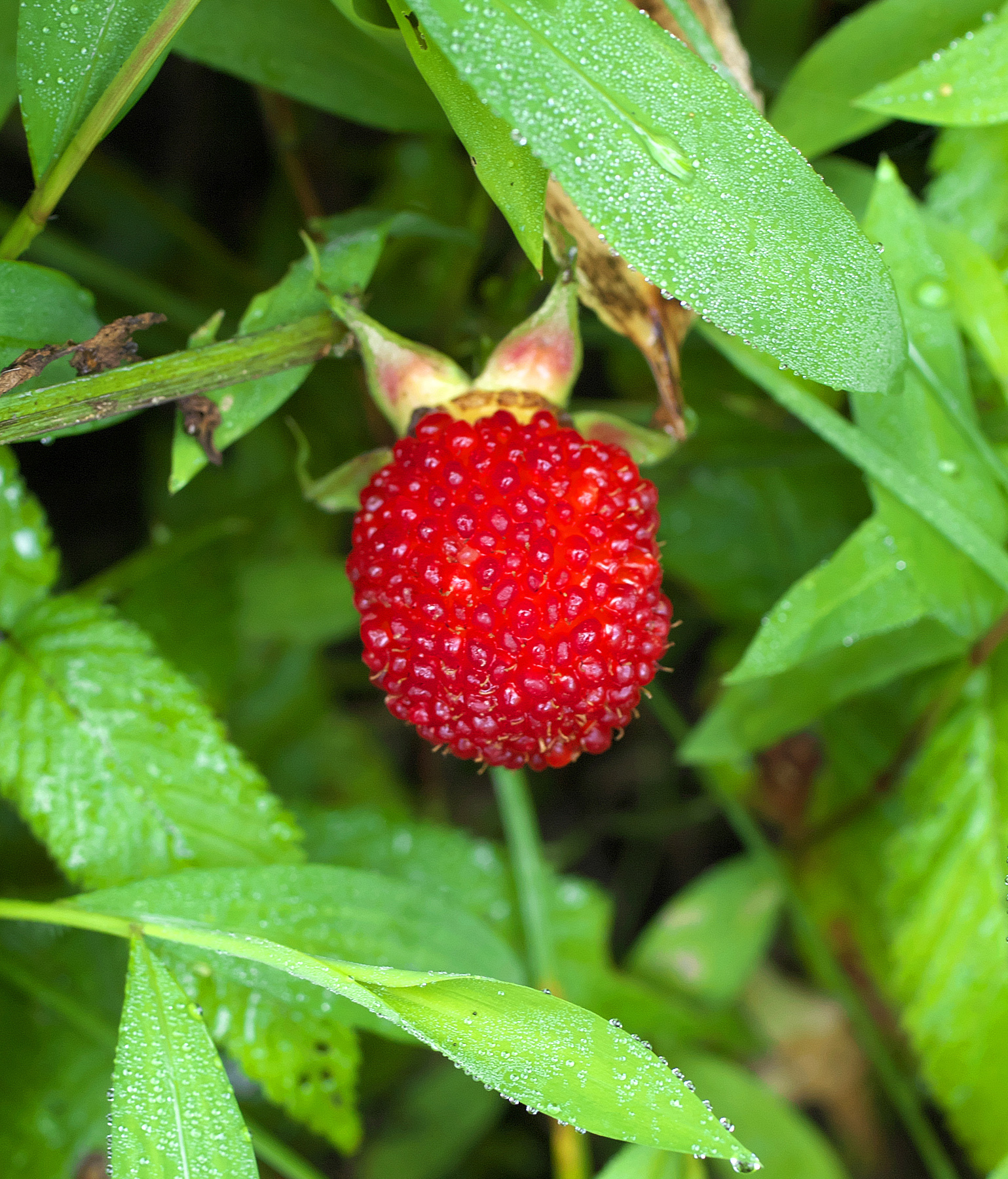 Imagem de Framboesa-silvestre
