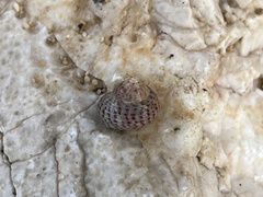 Steromphala divaricata