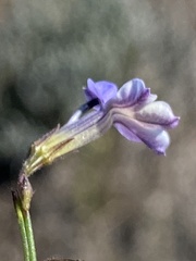 Lobelia capillifolia