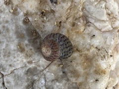 Steromphala divaricata