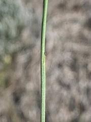 Lobelia capillifolia