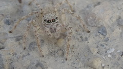 Plexippoides flavescens