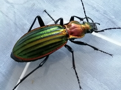 Carabus lineatus