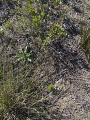 Lobelia capillifolia