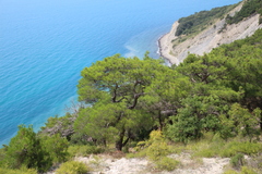 Pinus brutia pityusa