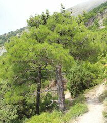 Pinus brutia pityusa