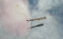 Empicoris vagabundus