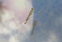 Empicoris vagabundus