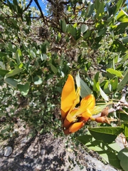 Erythrina breviflora