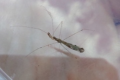 Empicoris vagabundus