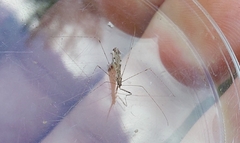 Empicoris vagabundus