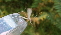 Empicoris vagabundus