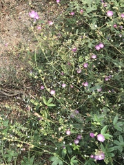 Sidalcea glaucescens