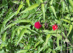 Rubus illecebrosus