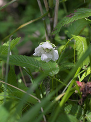 Rubus illecebrosus