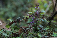 Coleus autranii