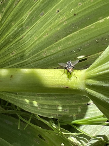iNaturalist observation photo of Bot Flies, Blow Flies, and Allies