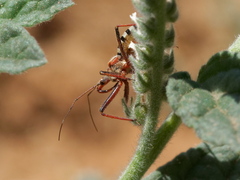 Rhynocoris erythropus