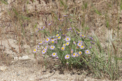 Erigeron pumilus intermedius