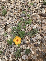 Kallstroemia grandiflora