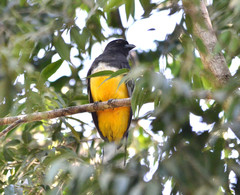 Trogon citreolus