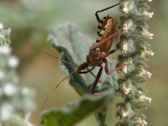 Rhynocoris erythropus