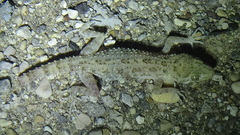 Cyrtopodion hormozganum