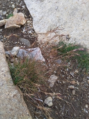 Festuca vivipara