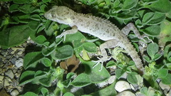 Cyrtopodion hormozganum