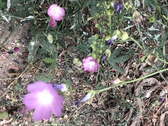 Sidalcea glaucescens